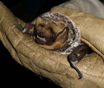 Cincinnati Hoary Bat