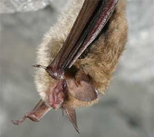 Cincinnati Little Brown Bat