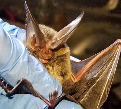 Cincinnati Rafinesque's Big-eared Bat