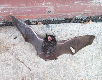 Cincinnati Silver Haired Bat