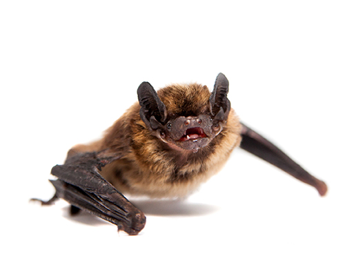 Greene County Bat Control