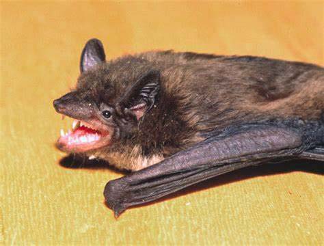 Cincinnati Evening Bat